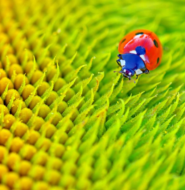 Ladybug on a flower in summer time