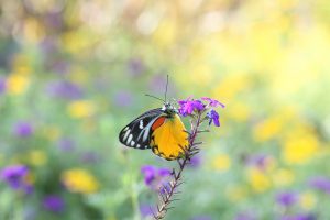 Image of butterfly on flower stalk
