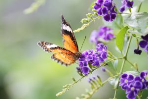 Close up Image of butterfly on flower stalk