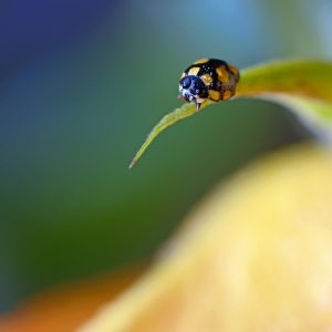 Close up of an yellow ladybug