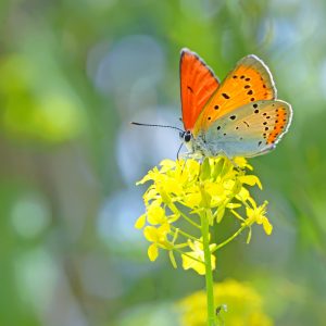 Picture of orange butterfly on flower