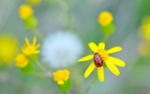 Picture of ladybug on yellow flower
