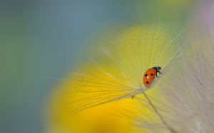Picture of ladybug on dandelion