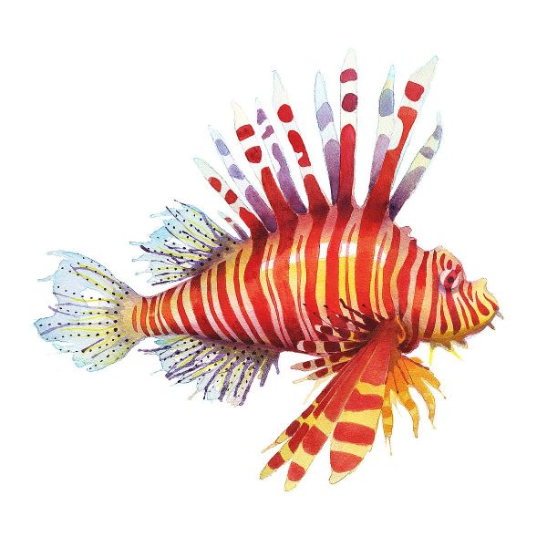 Colorful fish