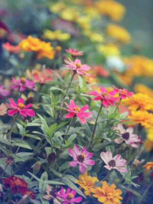 Florals Item #311