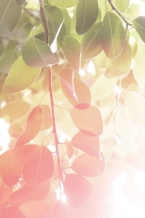 Nature Item #381