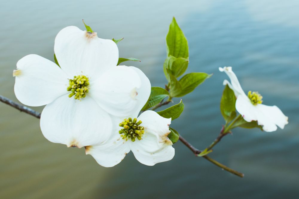 Florals Item #355