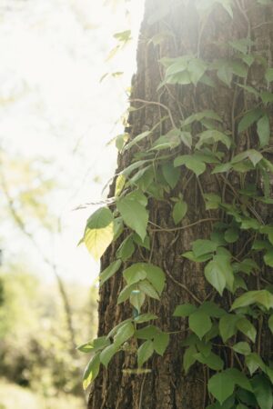 Nature Item #434