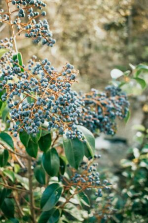 Nature Item #436