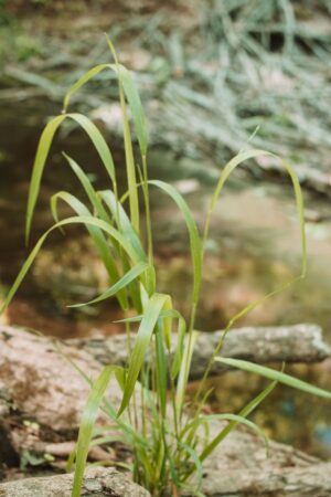 Nature Item #439