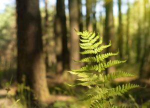 Nature Item #441