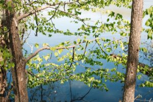 Nature Item #444