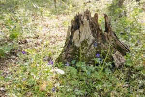 Nature Item #447