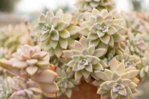 Nature Item #451