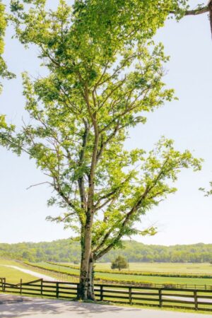 Nature Item #458