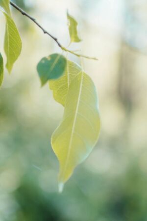 Nature Item #463