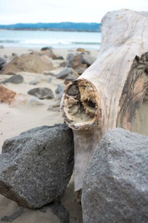 Coastal Item #462