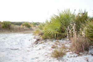 Coastal Item #472
