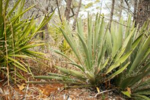 Nature Item #470