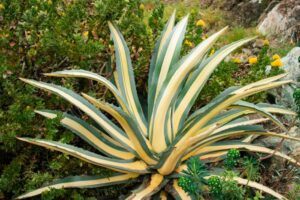 Nature Item #472