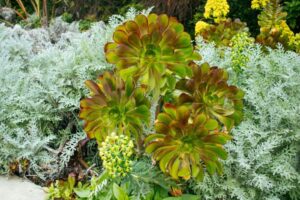 Nature Item #473