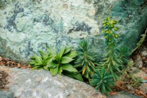 Nature Item #478