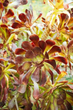 Nature Item #480