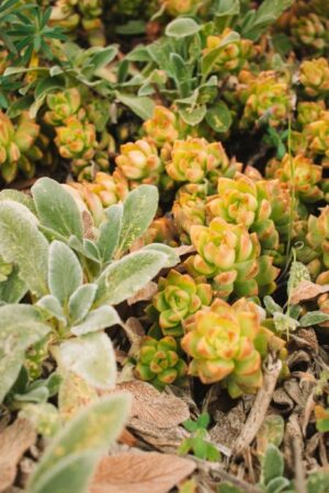 Nature Item #481
