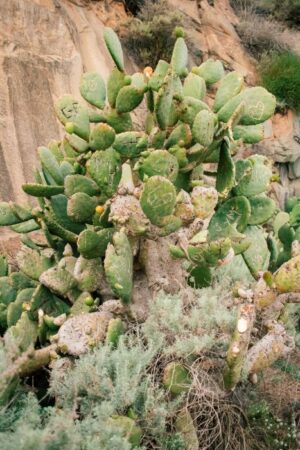 Nature Item #482