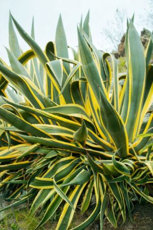 Nature Item #483
