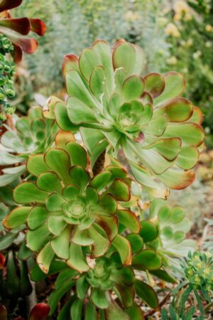 Nature Item #486