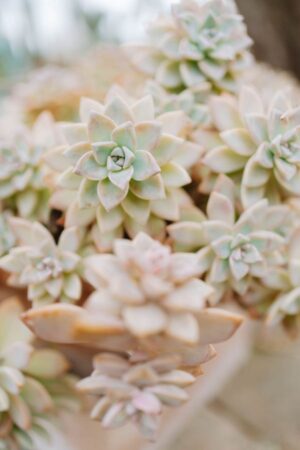 Nature Item #487