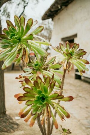 Nature Item #489