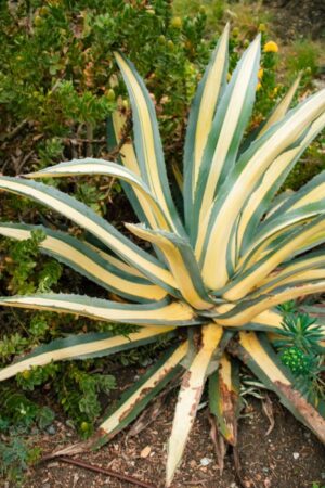Nature Item #490