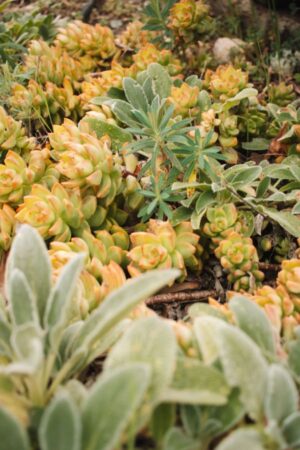 Nature Item #491