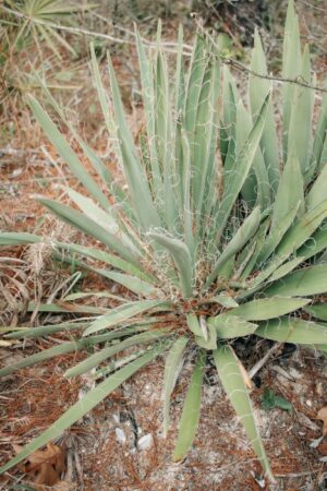 Nature Item #492