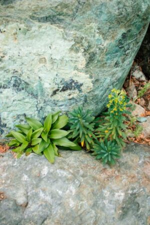 Nature Item #493