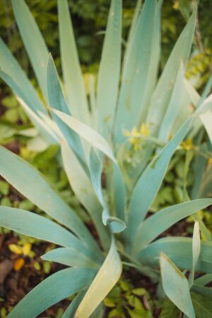 Nature Item #495