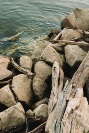 Nature Item #498