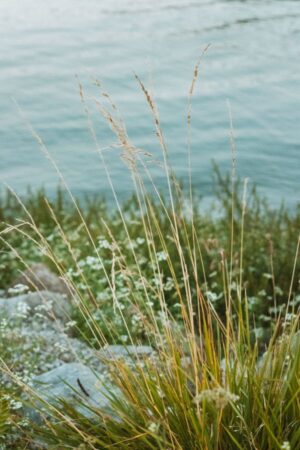 Nature Item #499