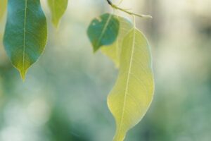 Nature Item #501