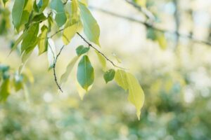 Nature Item #503