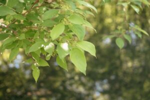 Nature Item #507