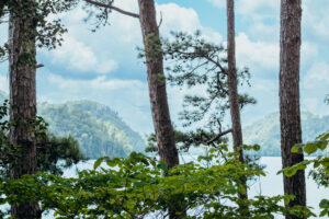 Nature Item #515