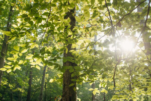 Nature Item #517