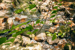 Nature Item #518