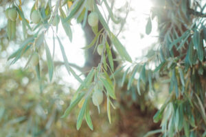 Nature Item #519