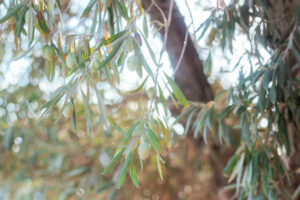 Nature Item #520