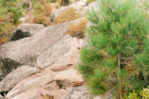 Nature Item #541